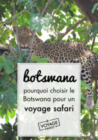 léopard safari botswana